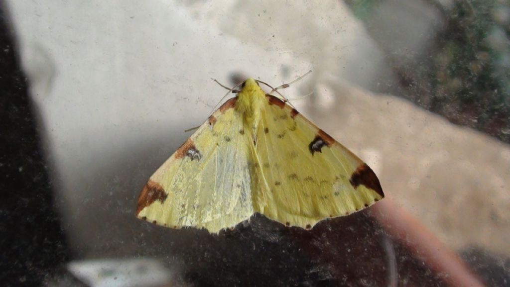 Opisthograptis luteolata - Geometridae